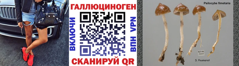Галлюциногенные грибы Cubensis  кракен как войти  дарк нет какой сайт  Сарапул 